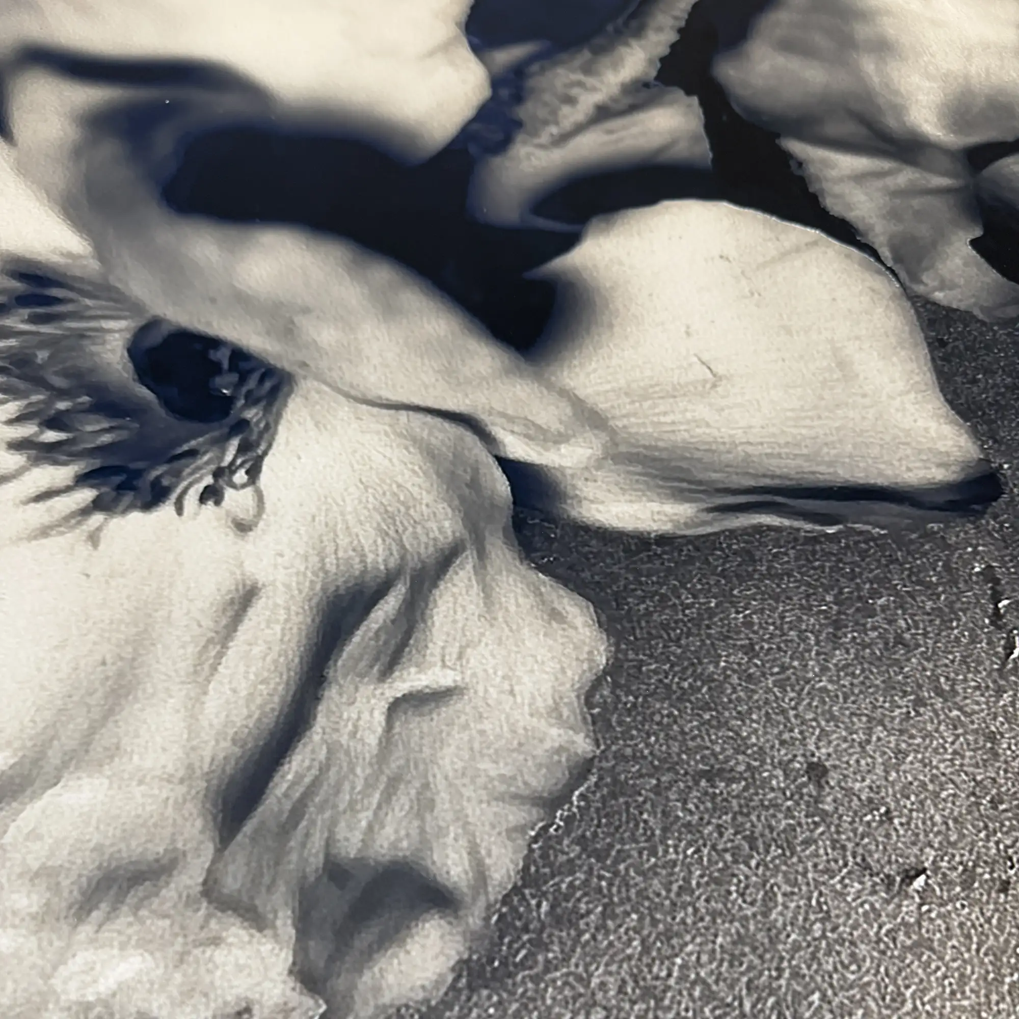 Herbier Deux Limited Edition Art Photography - Image 5